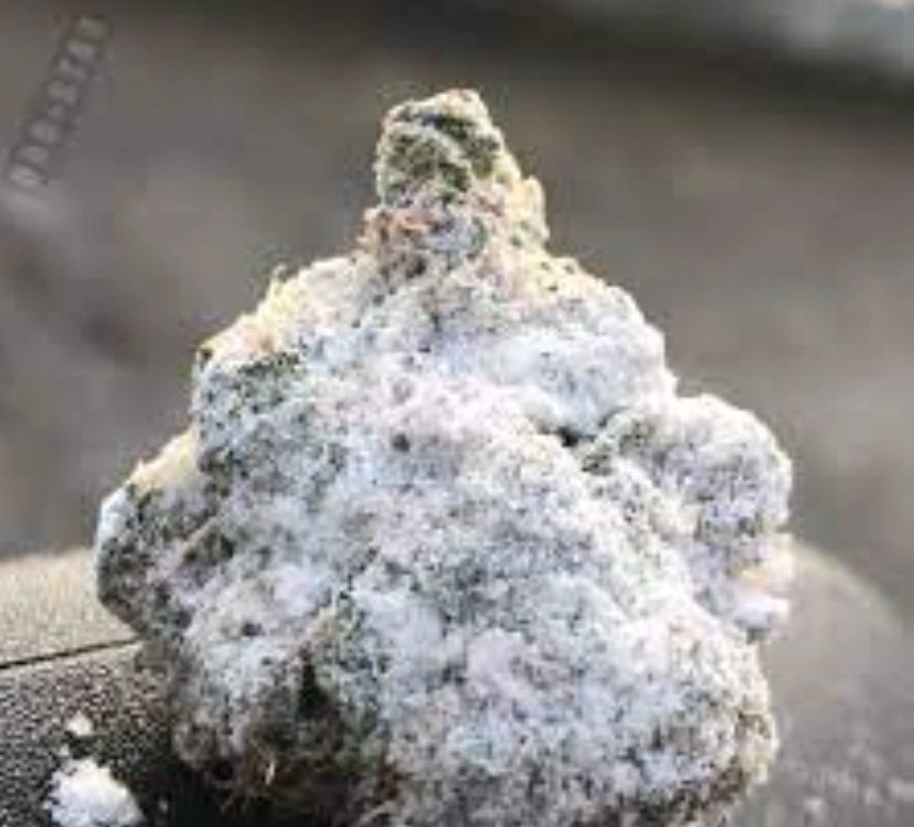 Snowball Cannabis Strain A Rare Gem With Unbeatable Appeal snowball-a-pig-in-animal-farm-animal-farm-book-animal-farm-george